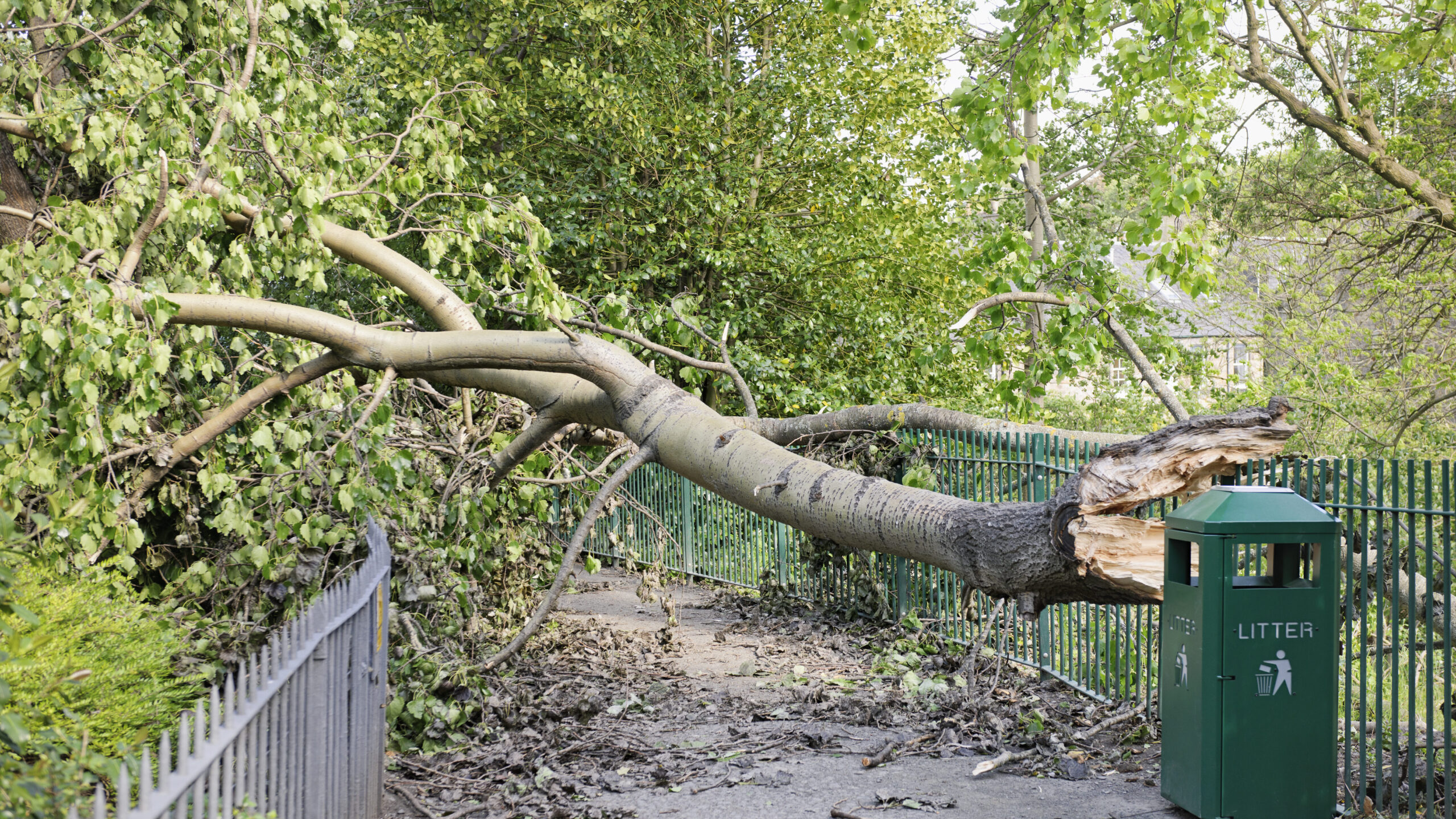 Large tree branch that has snapped from a tree. The branch is covering the entire width of a pedestrian pathway.