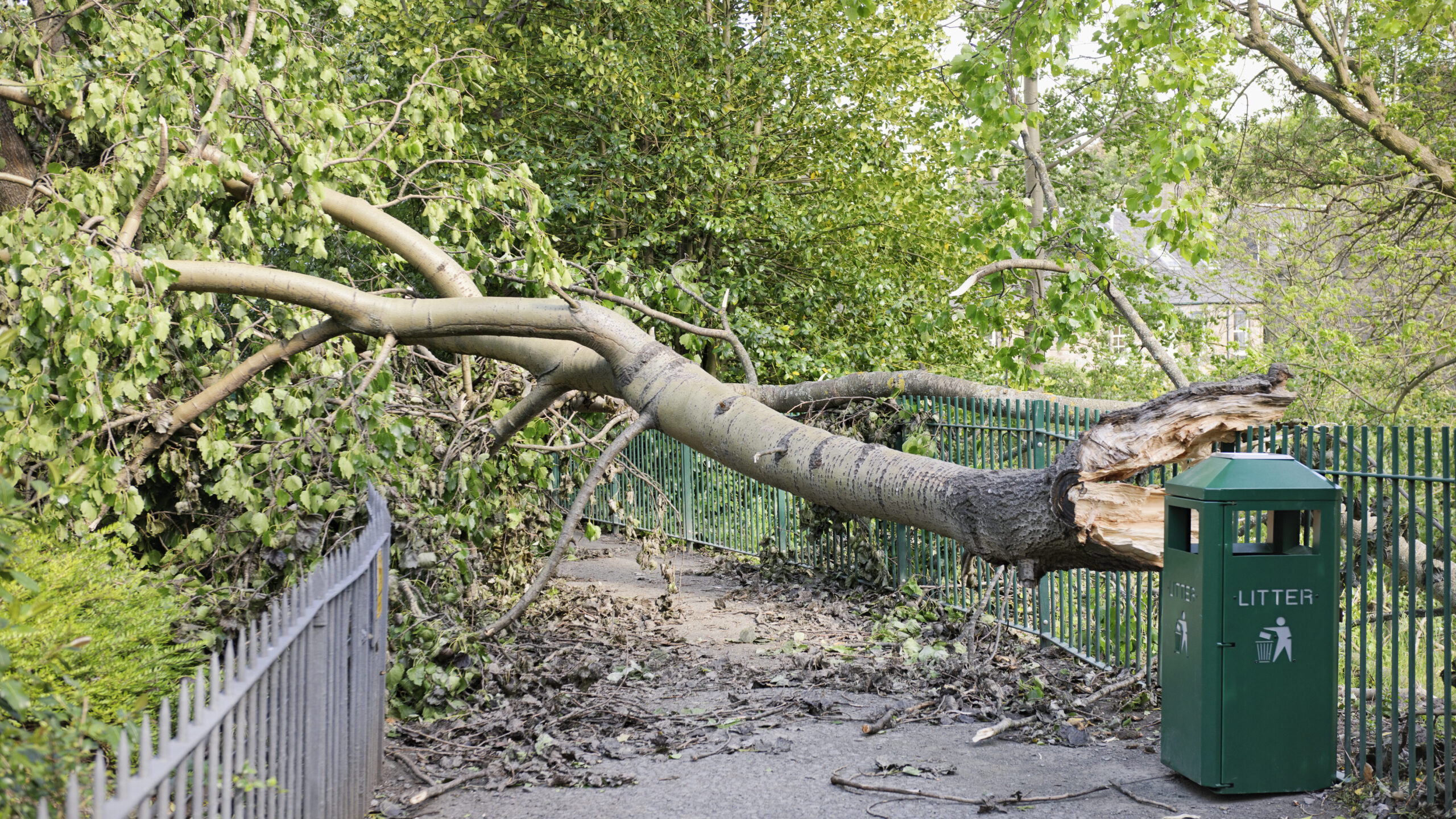 Large tree branch that has snapped from a tree. The branch is covering the entire width of a pedestrian pathway.